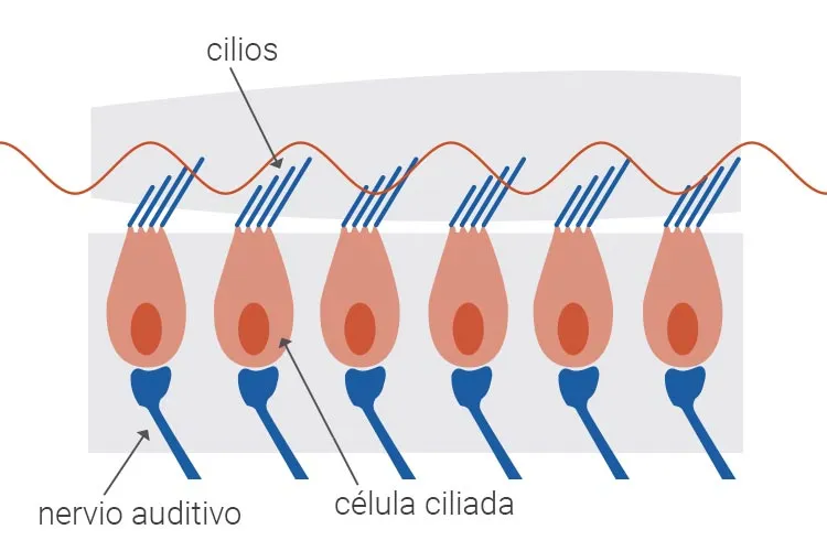 En el interior de la cóclea se encuentran las células ciliadas, cuyos cilios permiten transformar las vibraciones en señales 